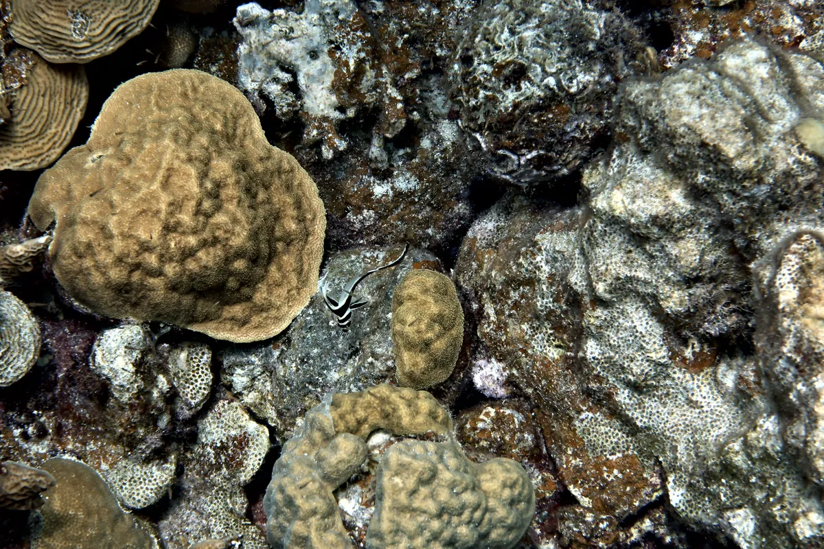 Spotted Drum