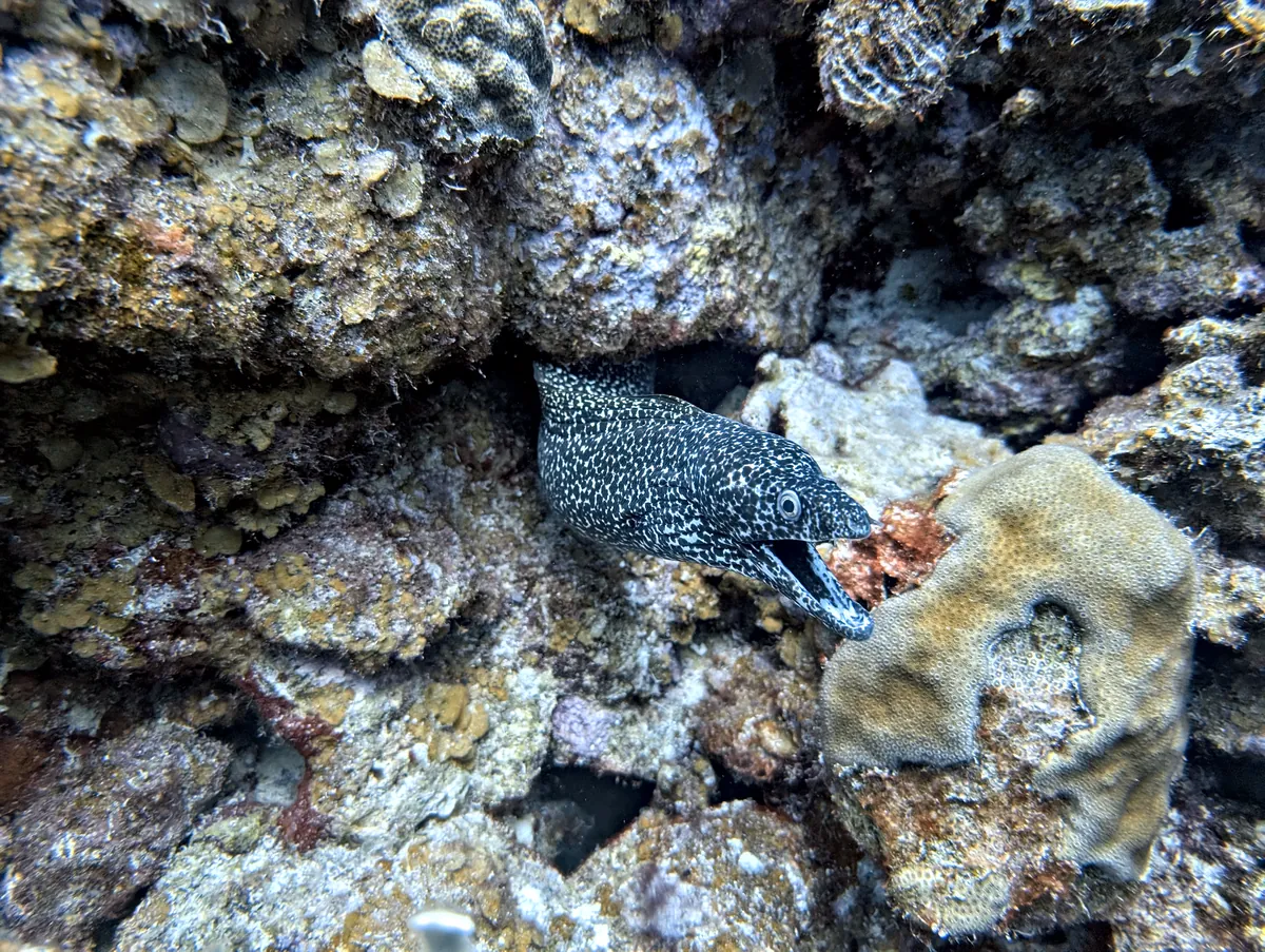 Spotted Moray