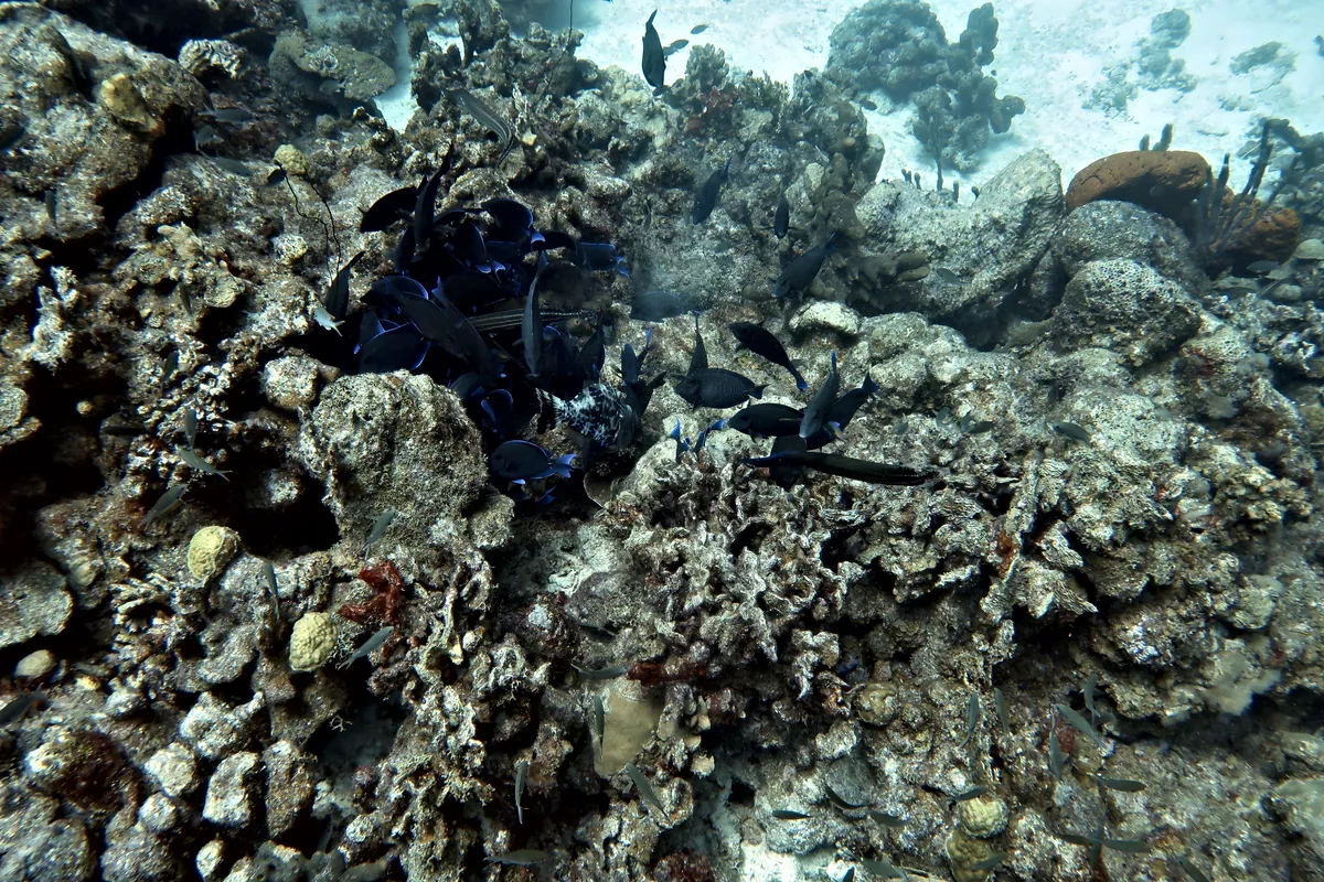 Midnight Parrotfish