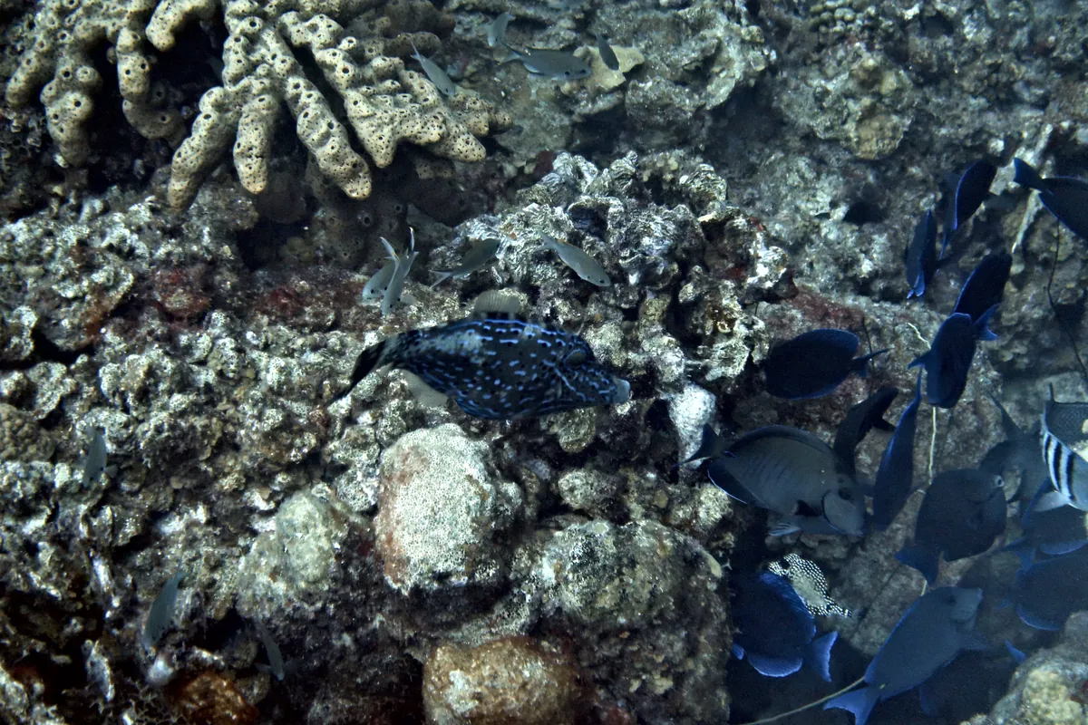 Scrawled Filefish