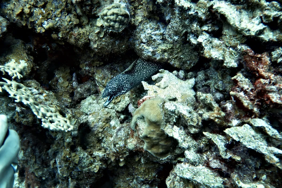 Spotted Moray