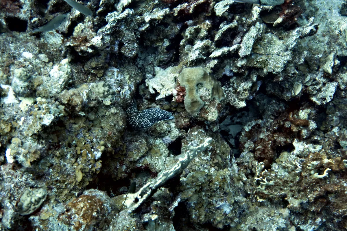 Spotted Moray