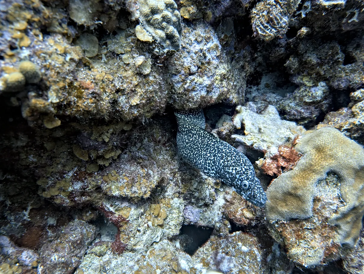 Spotted Moray