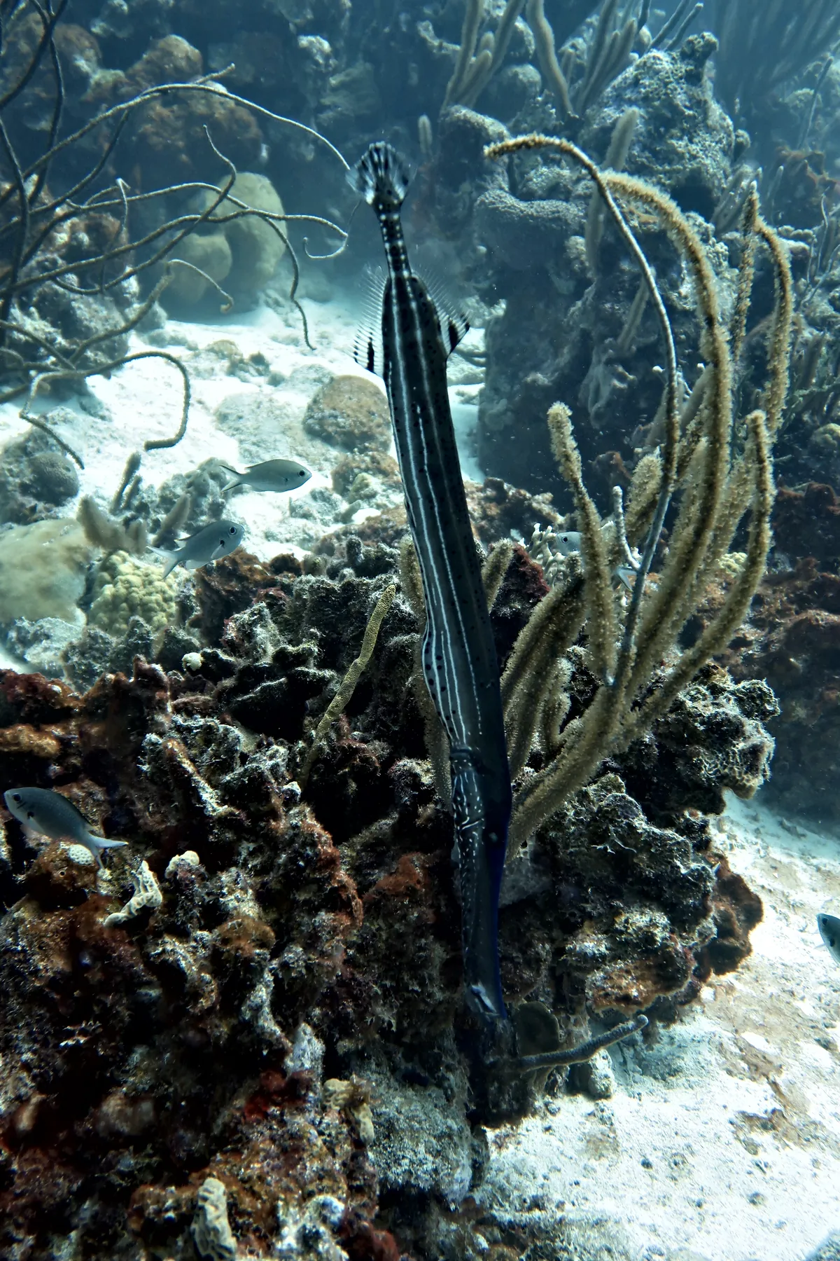 Trumpetfish