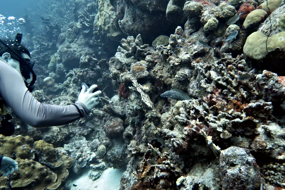 Spotted Moray