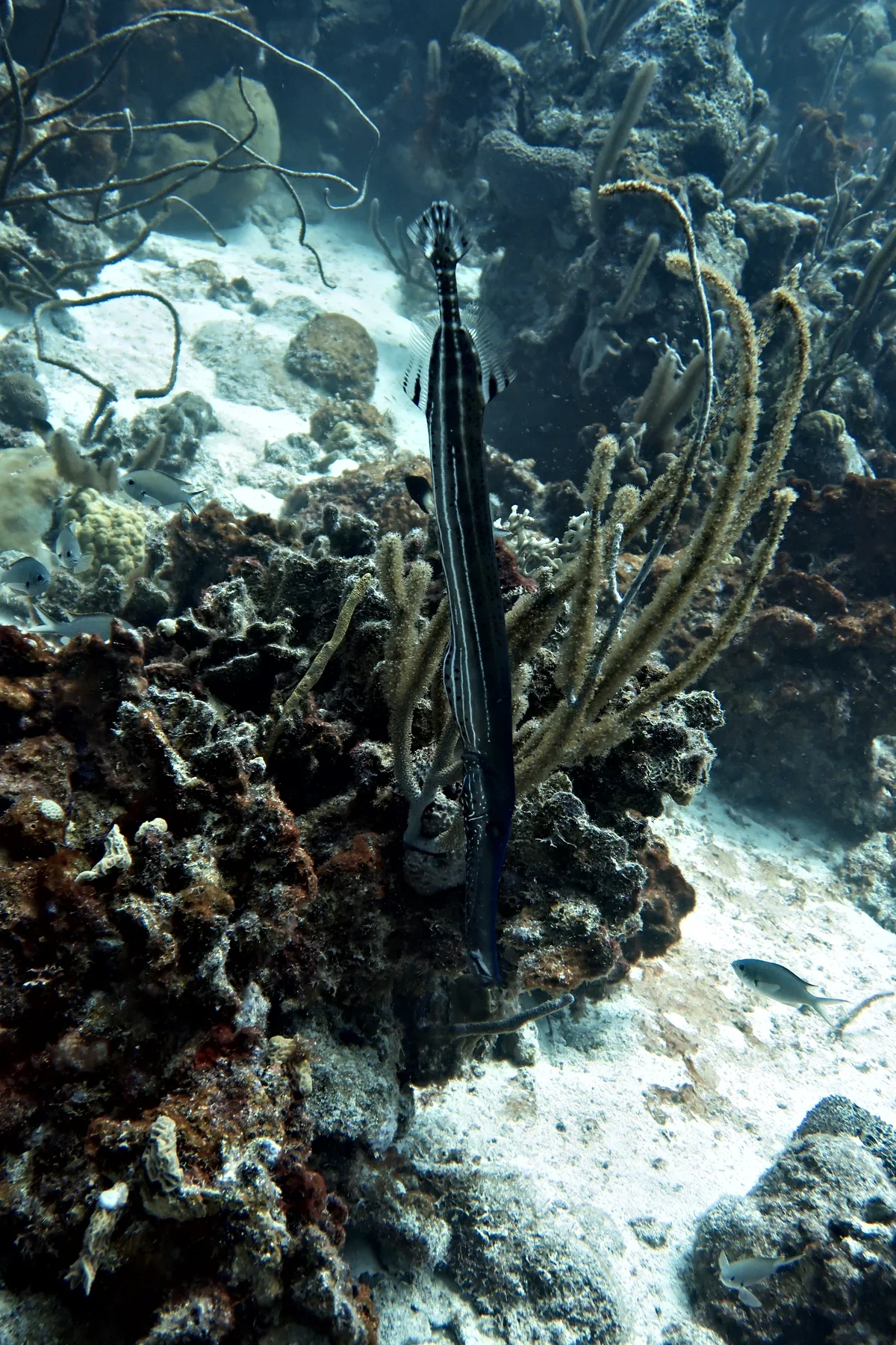 Trumpetfish