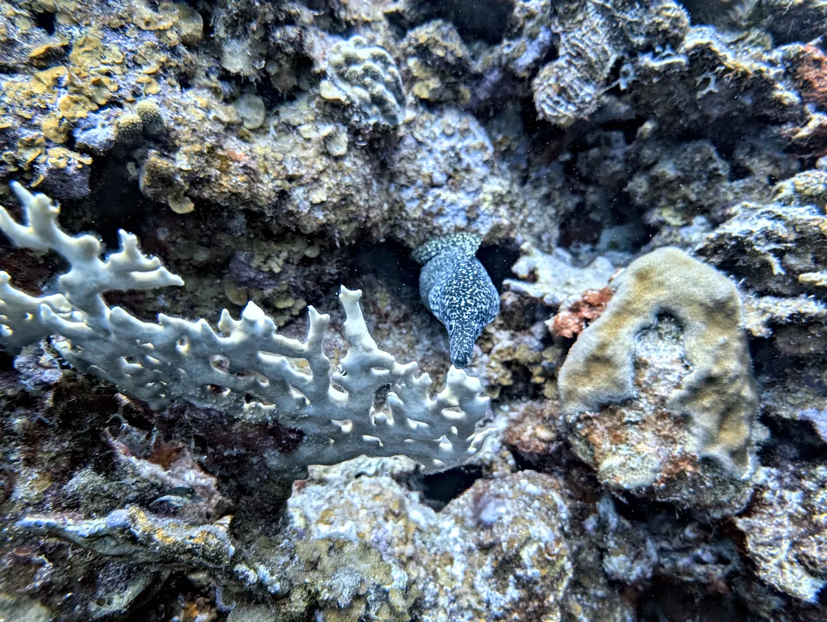 Spotted Moray