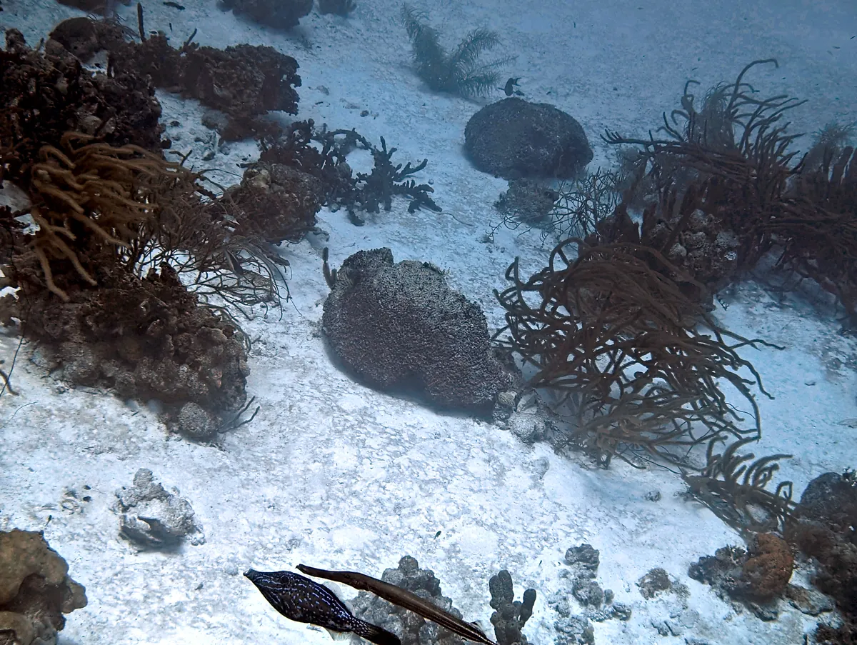 Scrawled Filefish