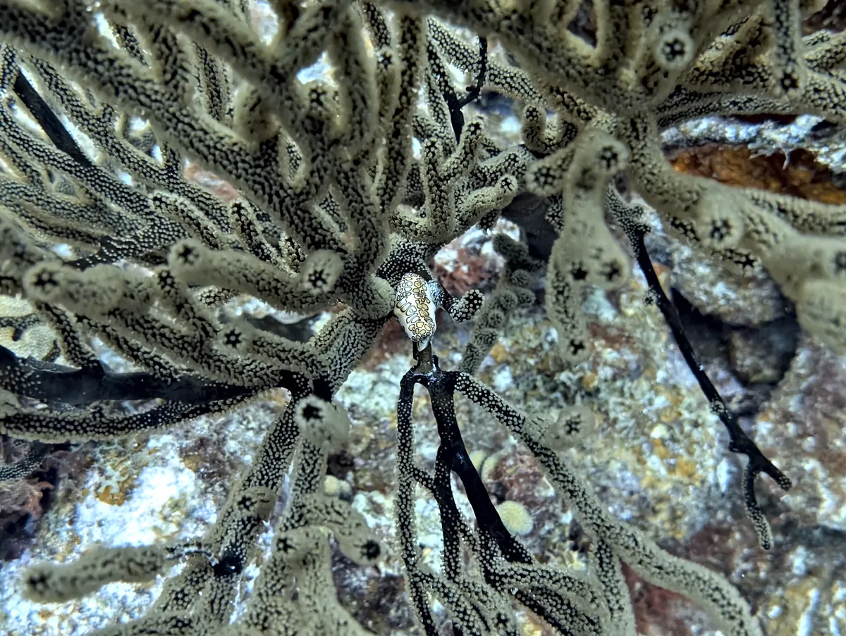 Flamingo Tongue