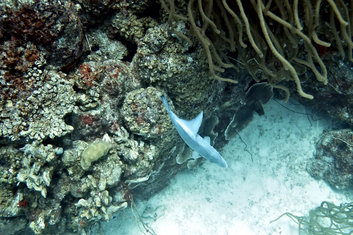 Ocean Triggerfish