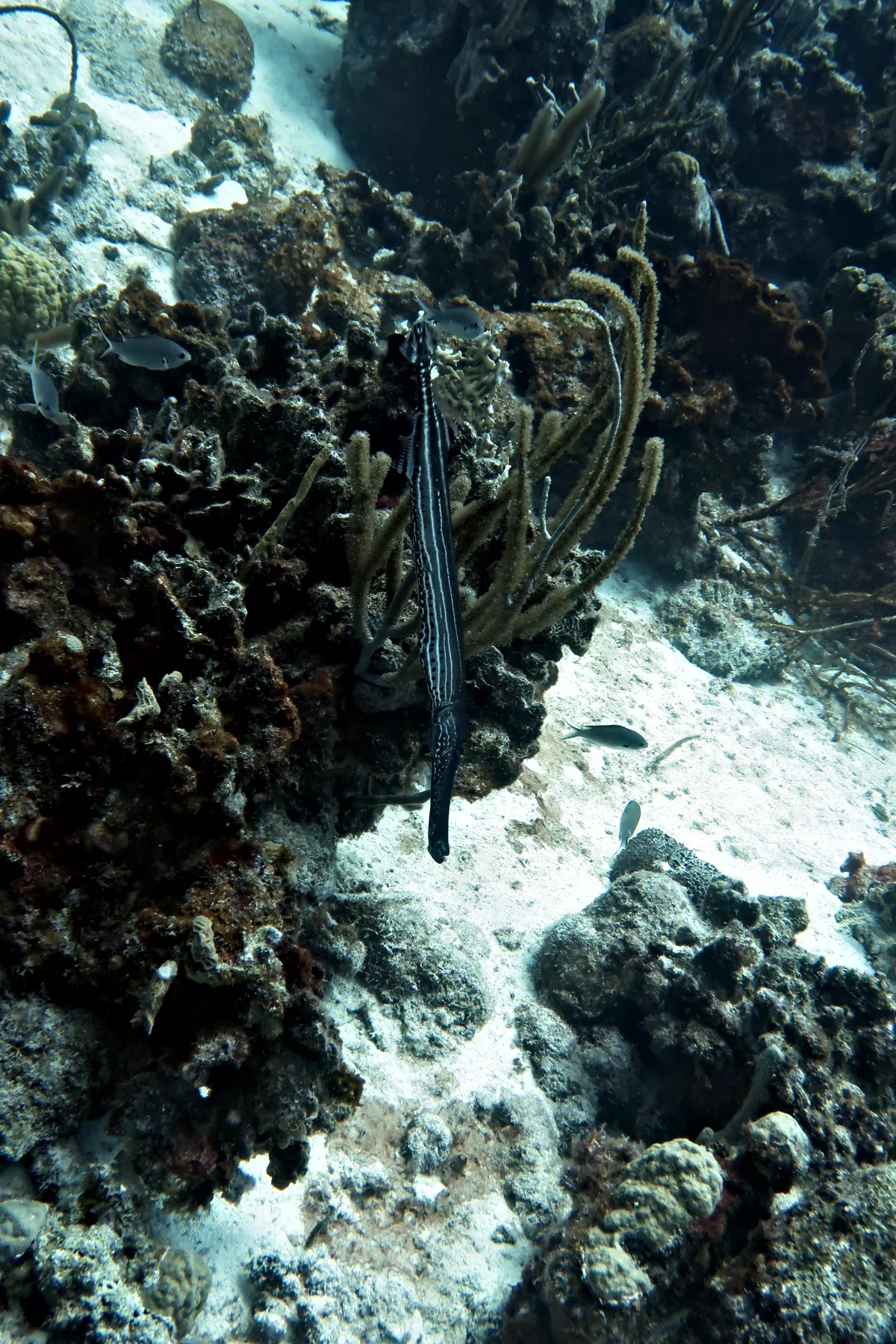 Trumpetfish