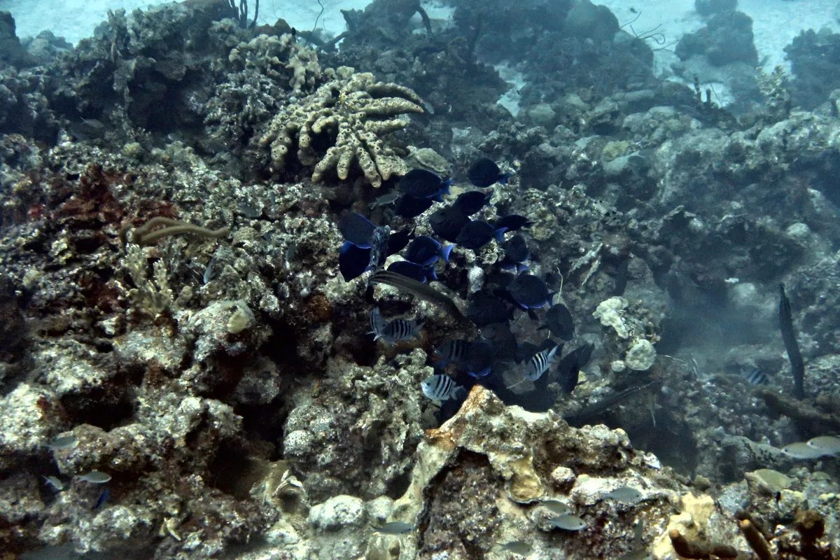 Blue Tang