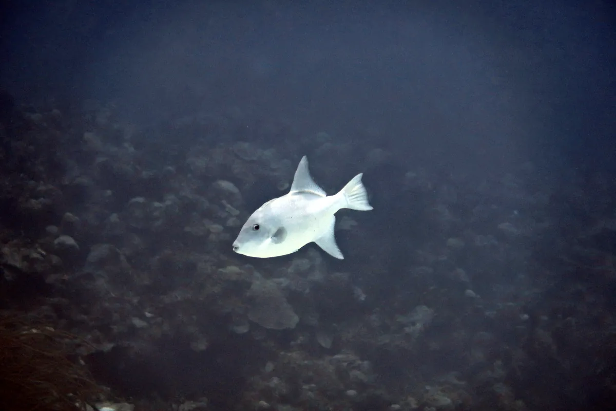 Ocean Triggerfish