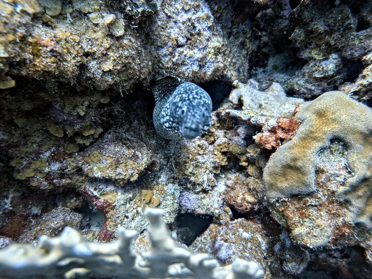Spotted Moray
