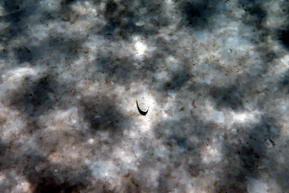 Peacock Flounder