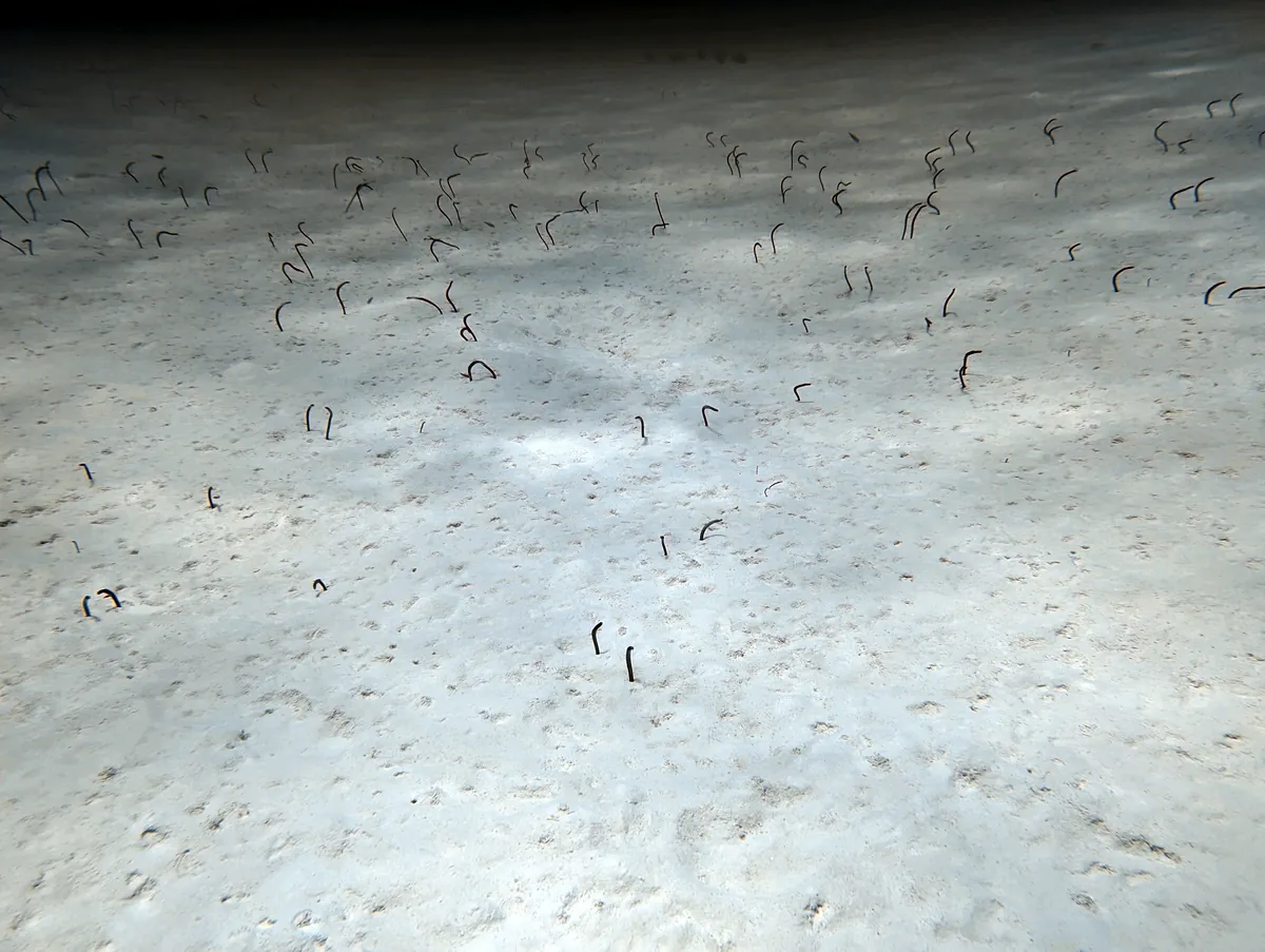 Brown Garden Eel