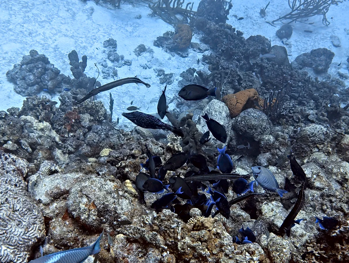 Scrawled Filefish