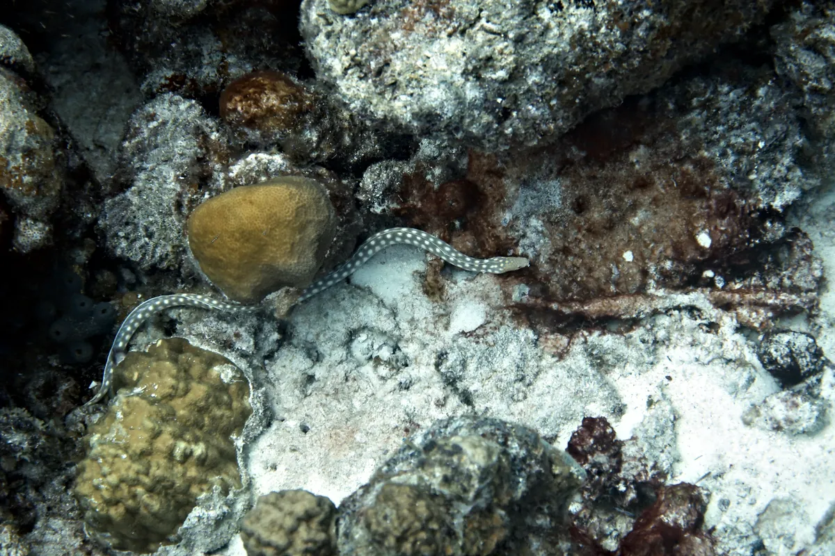 Sharptail Eel