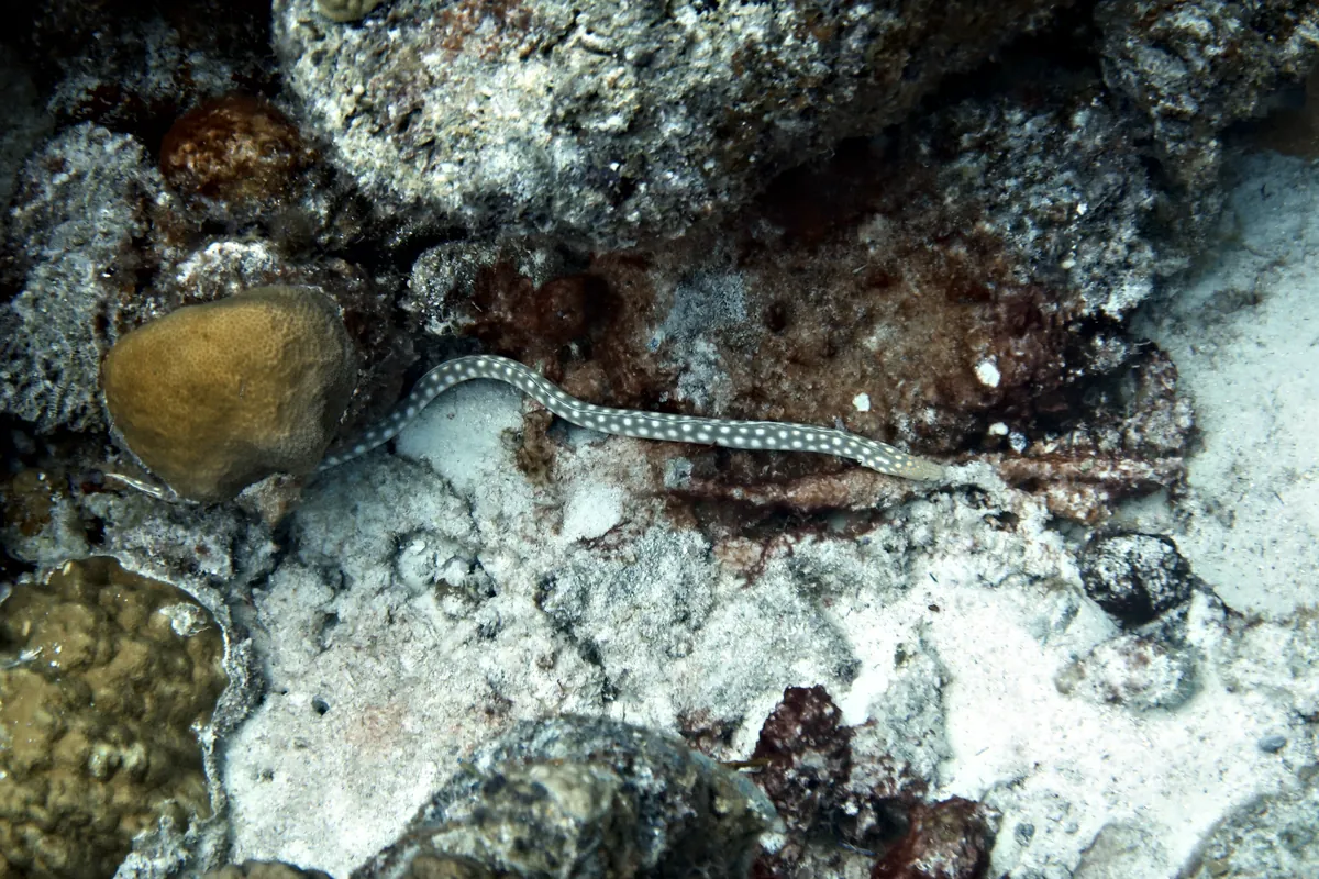 Sharptail Eel