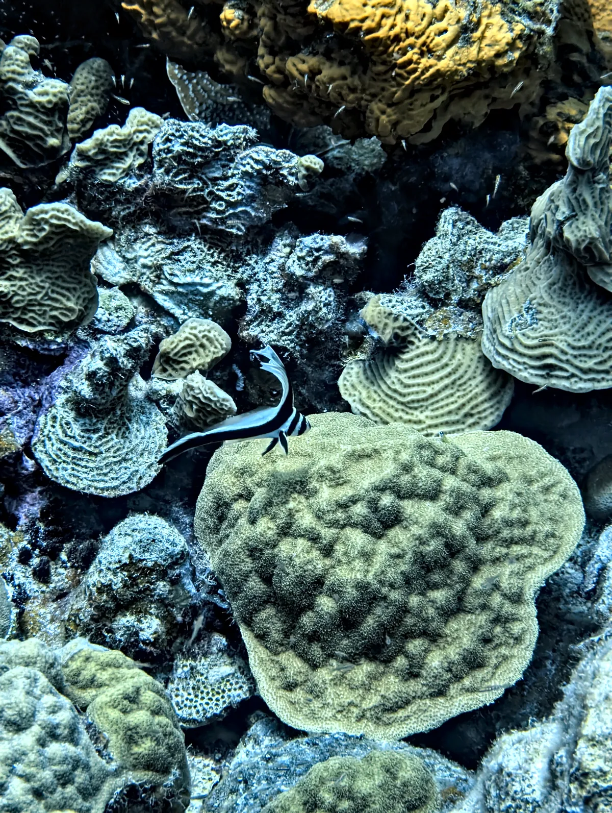 Spotted Drum