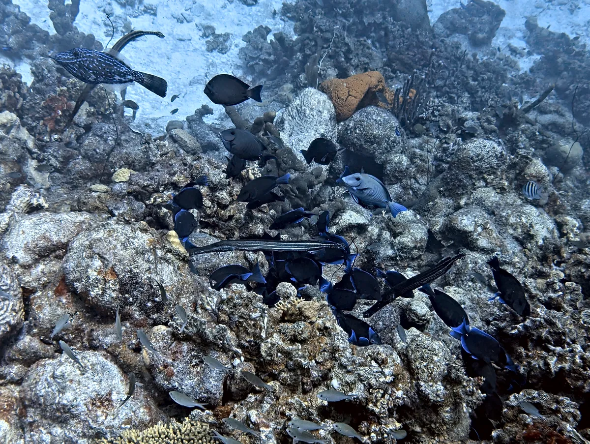 Scrawled Filefish