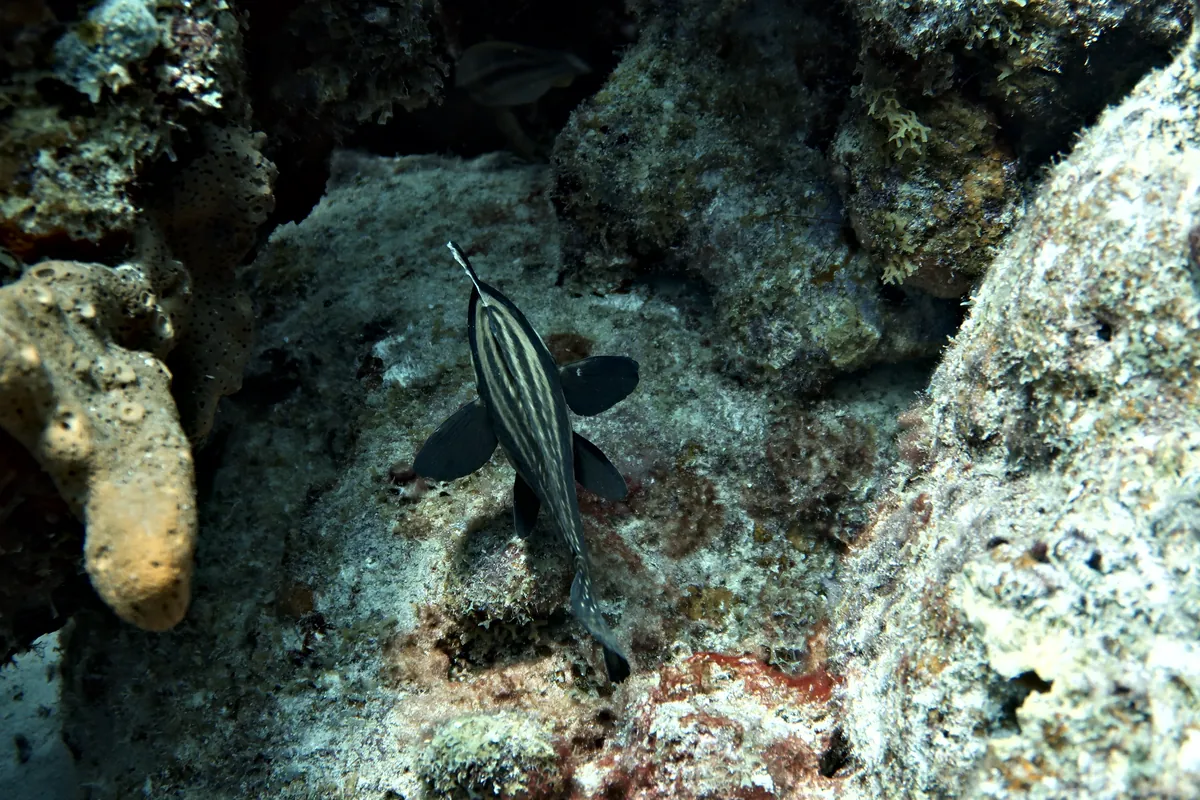 Spotted Drum