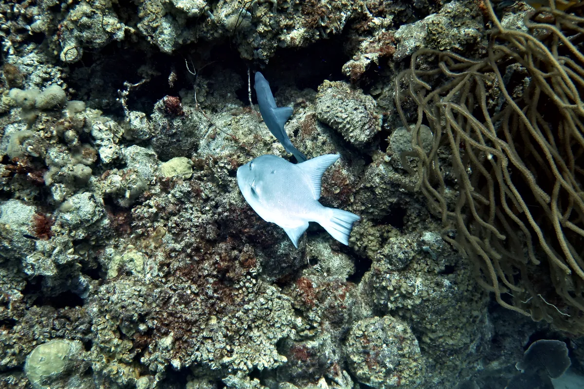 Ocean Triggerfish