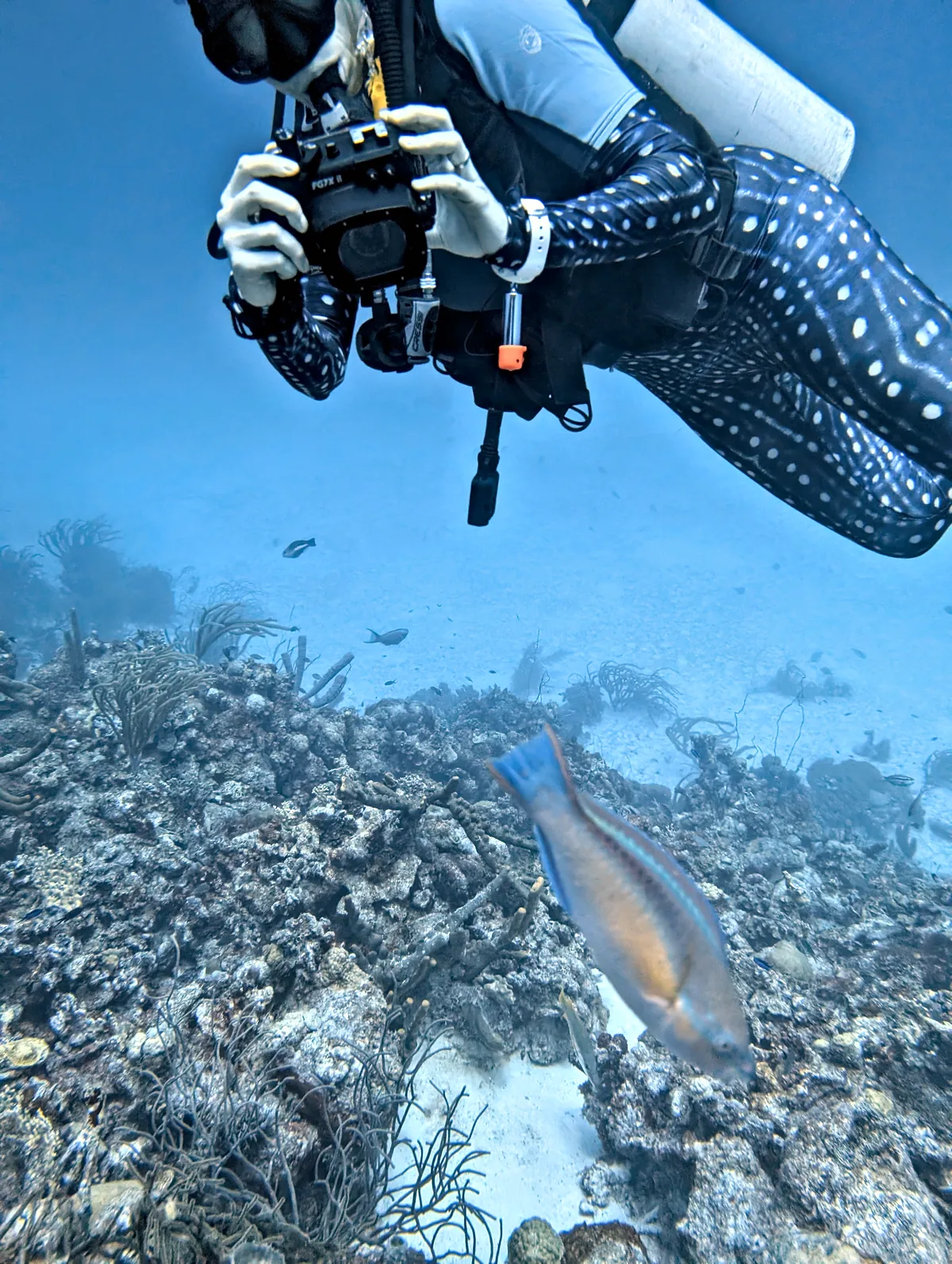 Princess Parrotfish