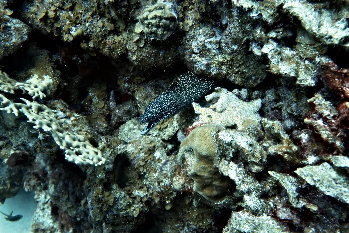Spotted Moray