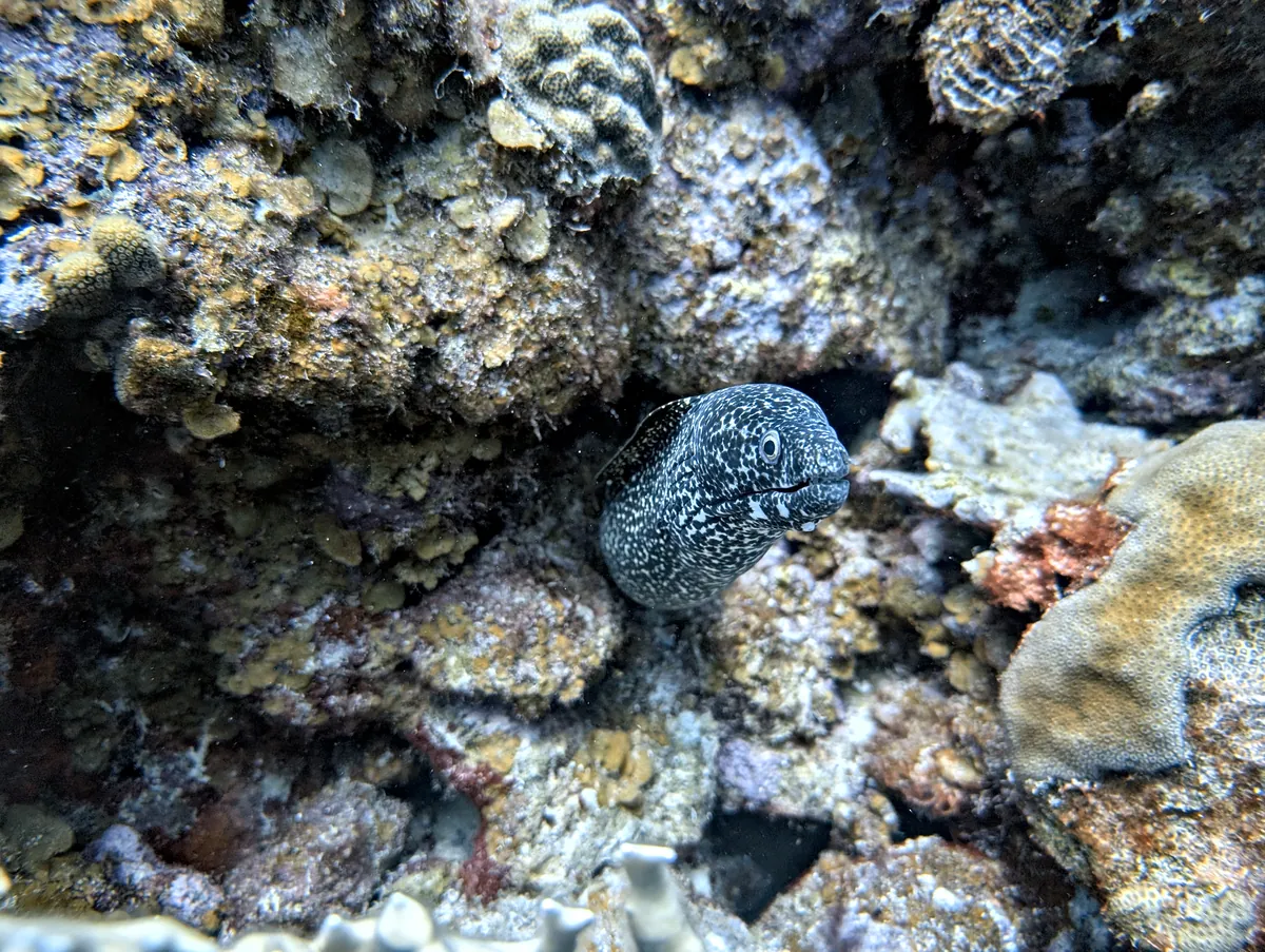 Spotted Moray