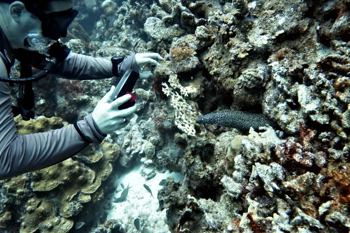 Spotted Moray
