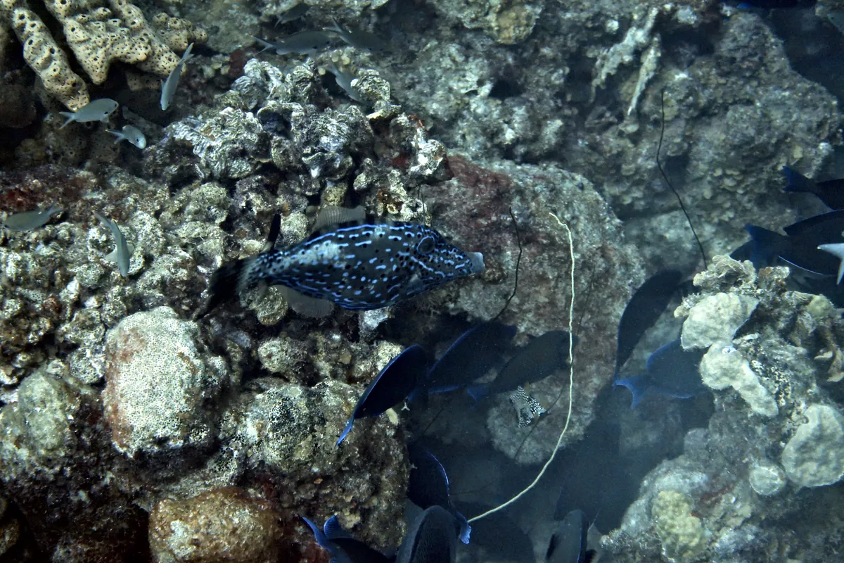 Scrawled Filefish