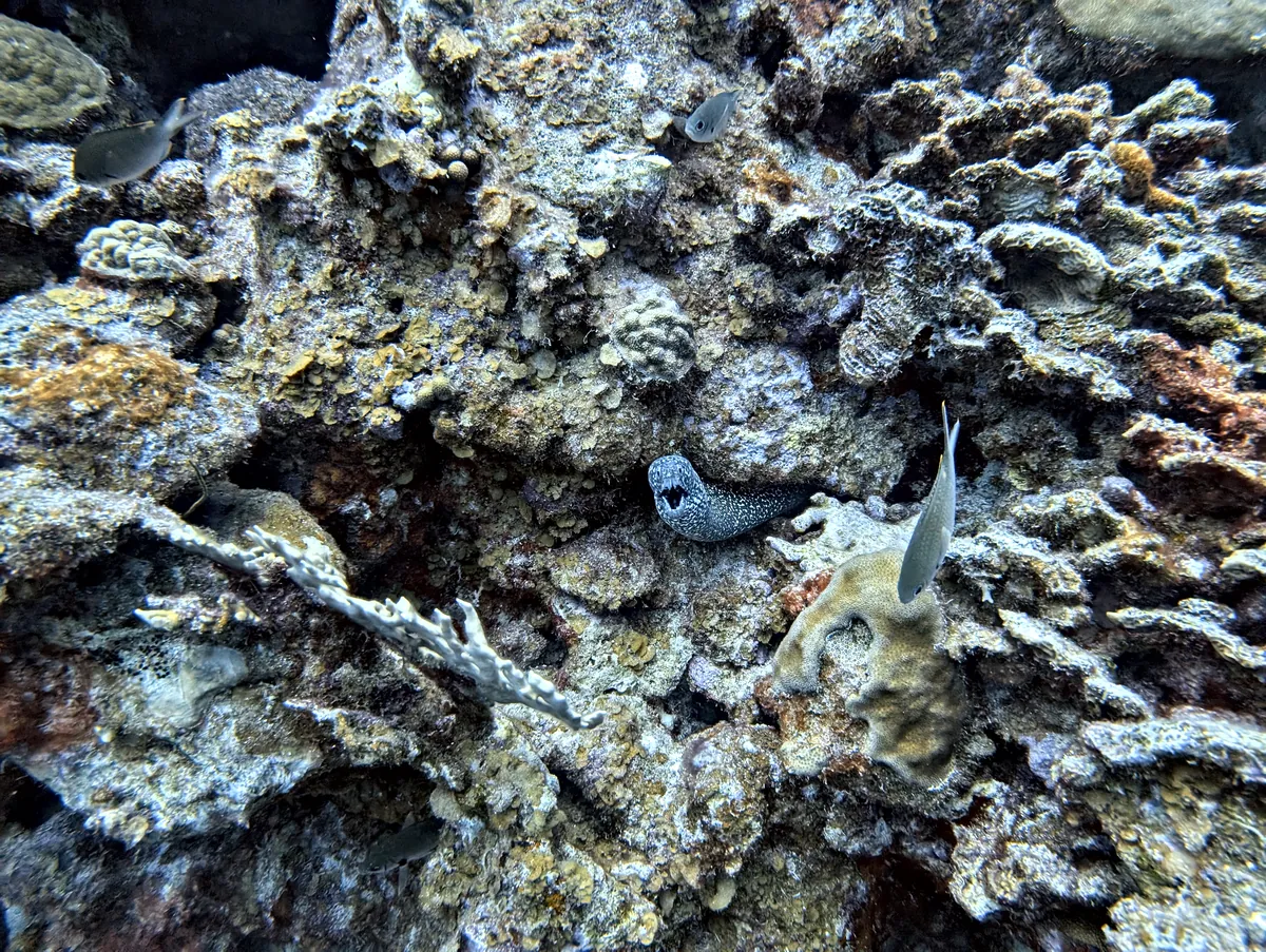 Spotted Moray