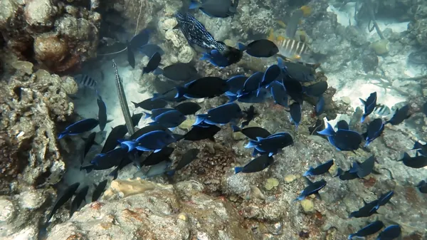 Scrawled Filefish