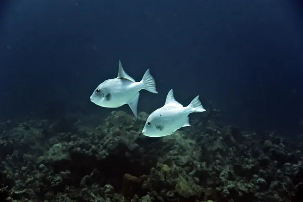 Ocean Triggerfish