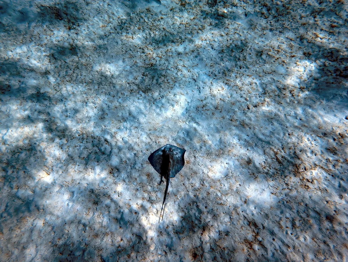 Southern Stingray
