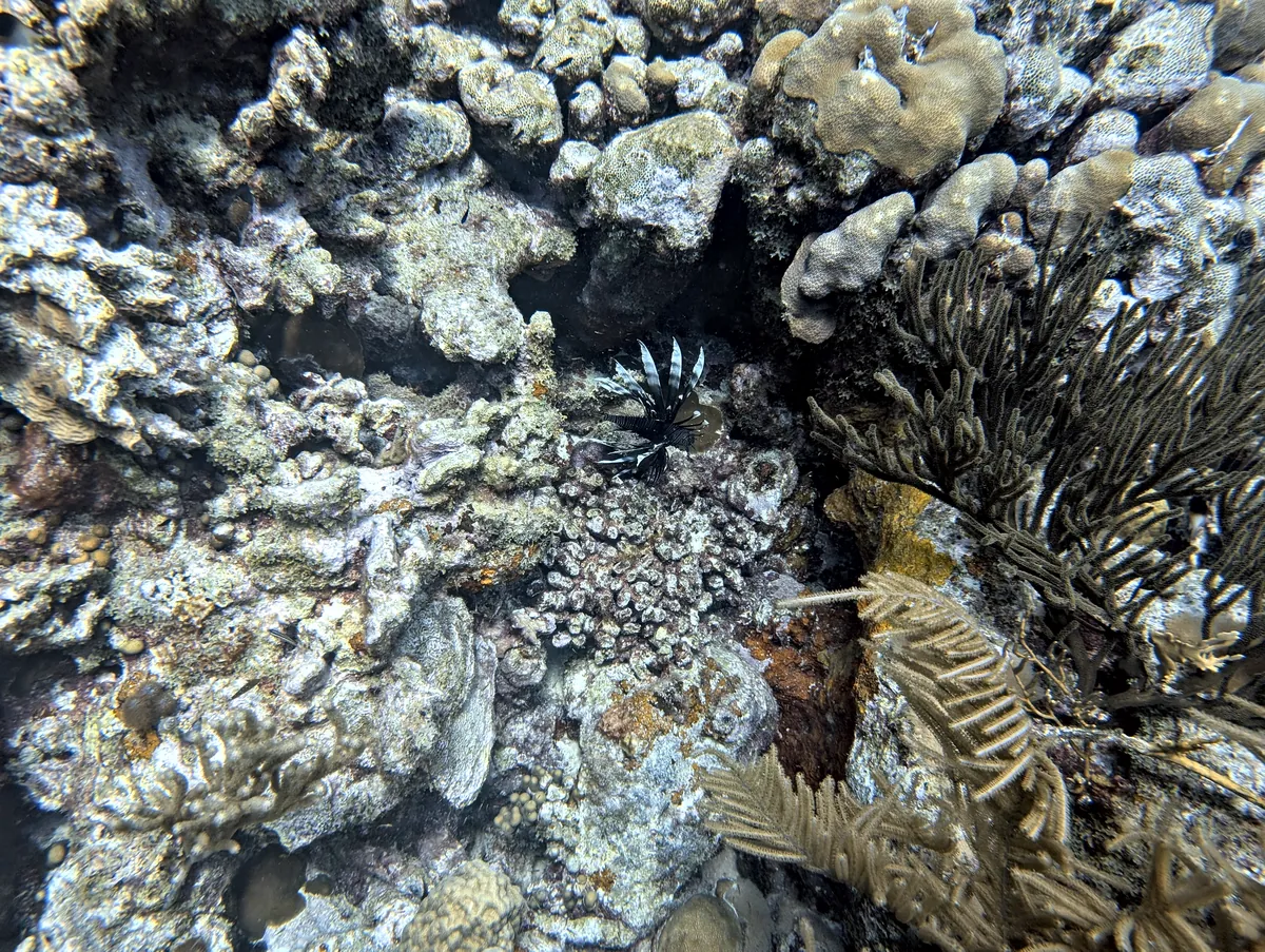 Red Lionfish
