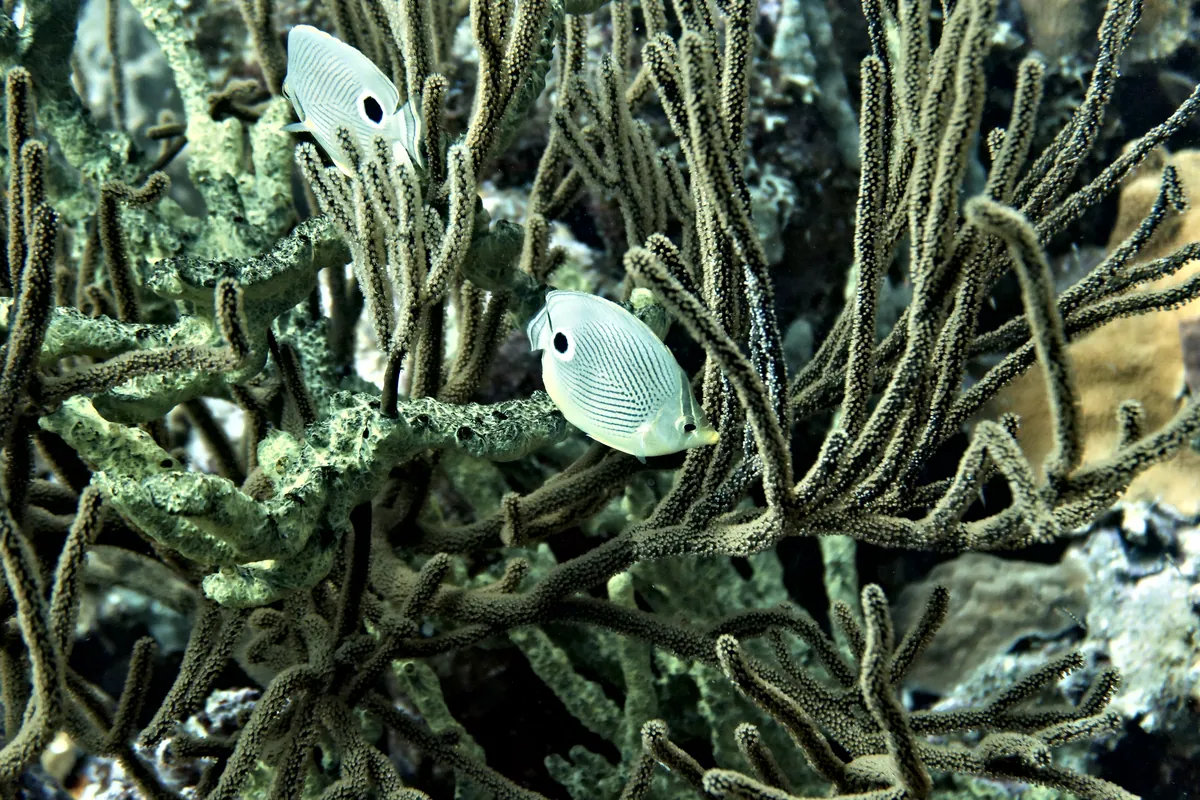 Foureye Butterflyfish