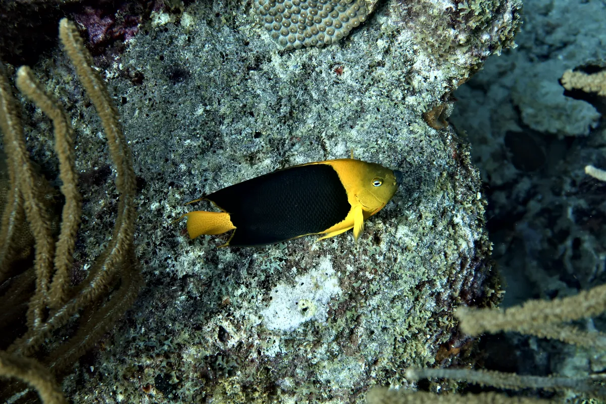 Rock Beauty