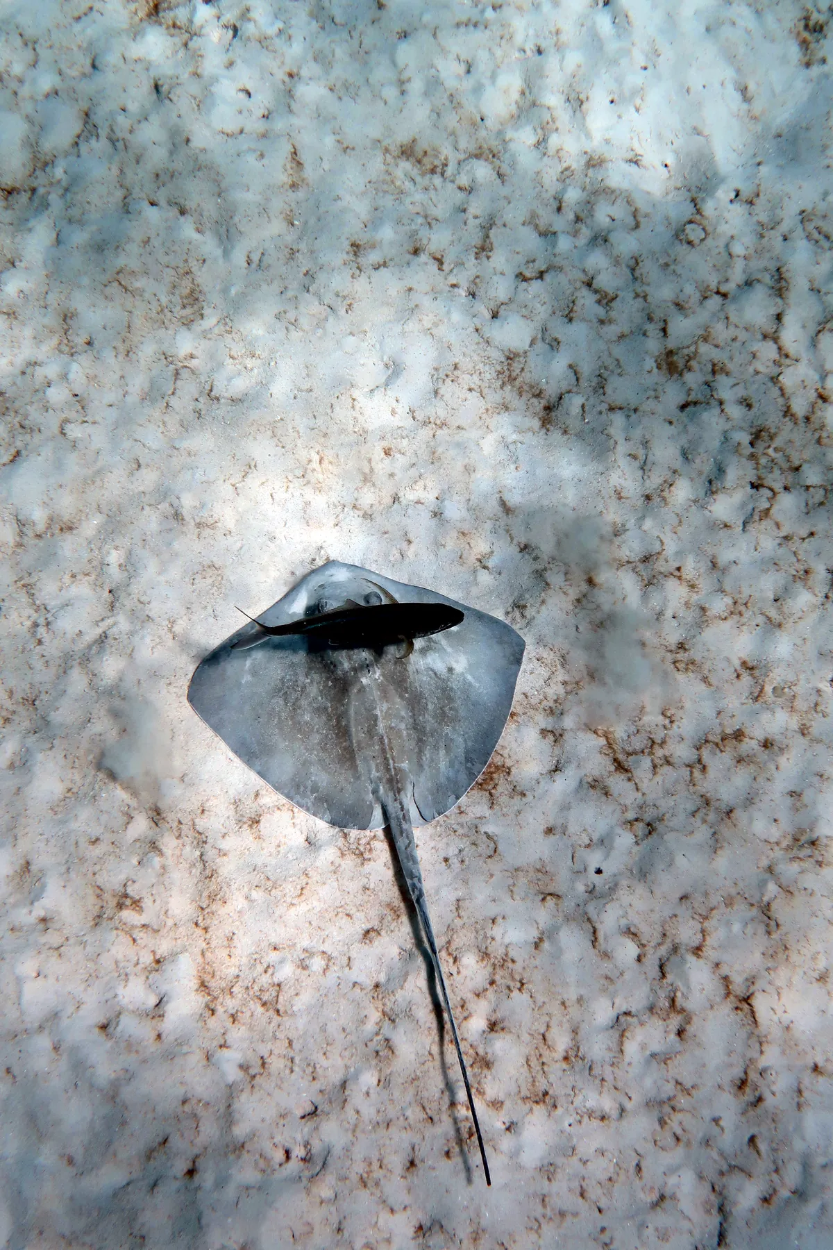 Southern Stingray