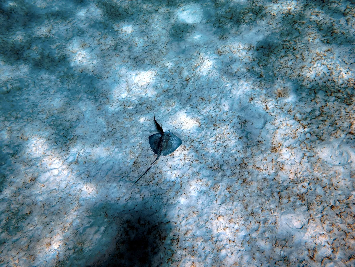Southern Stingray