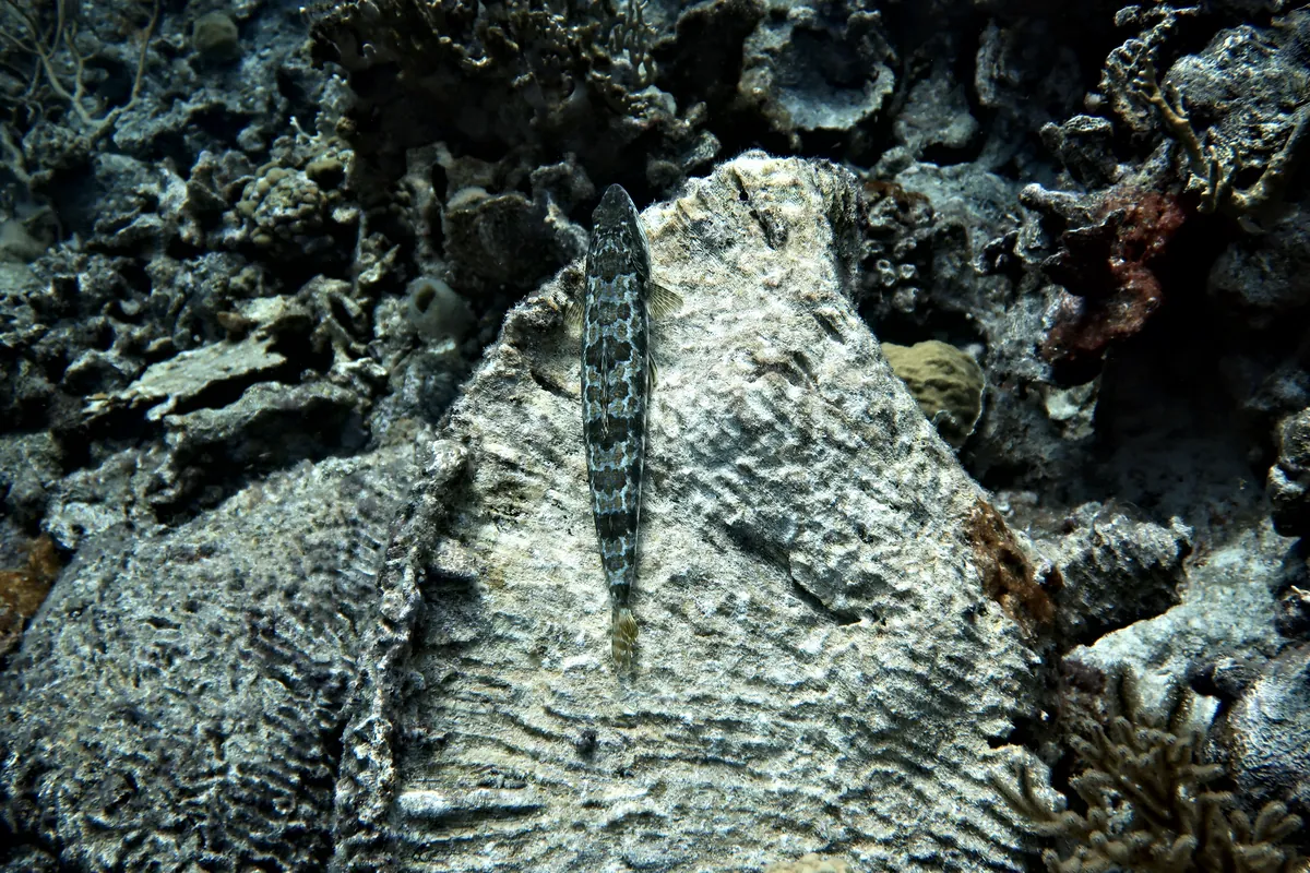 Sand Diver