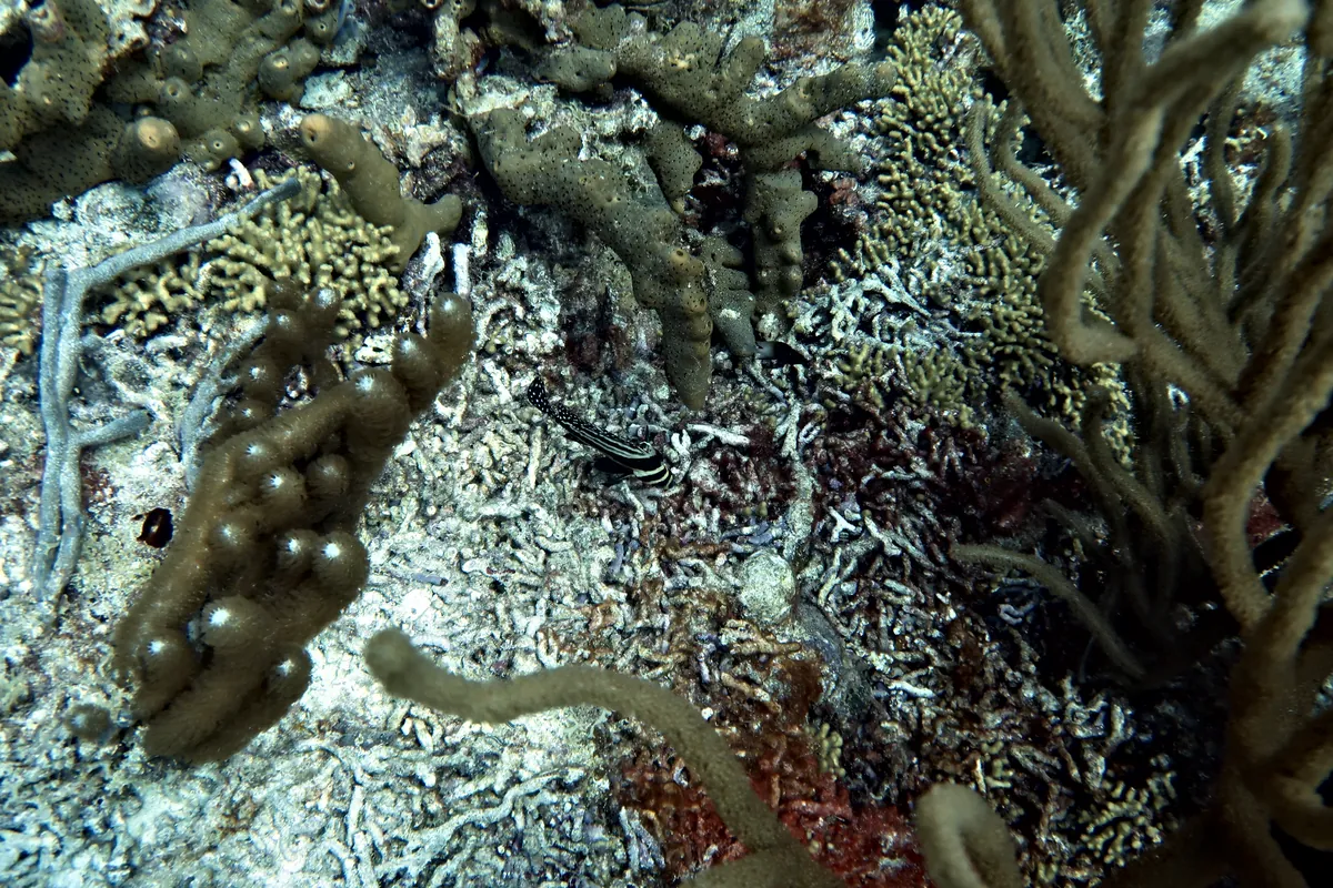 Spotted Drum
