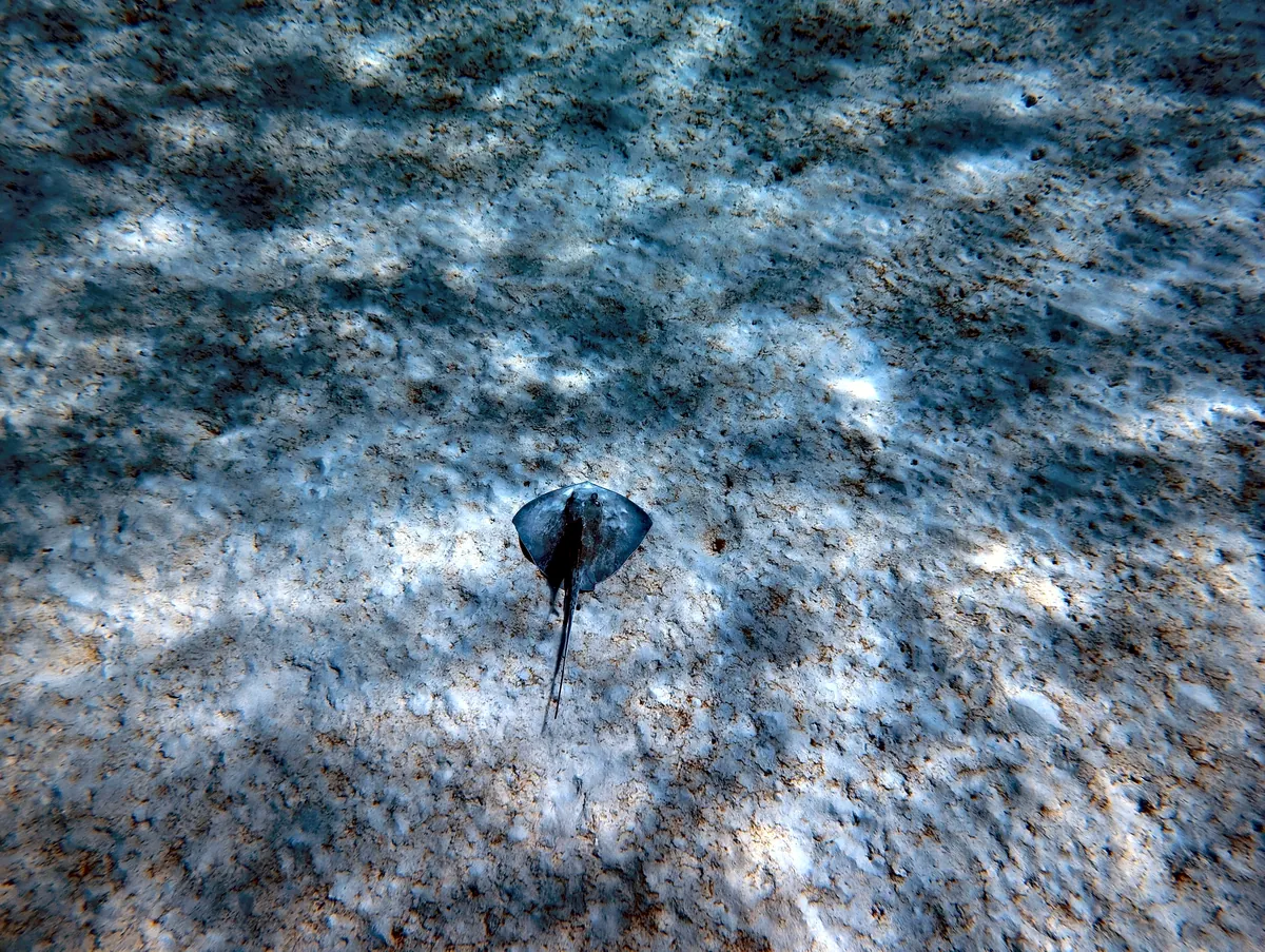 Southern Stingray