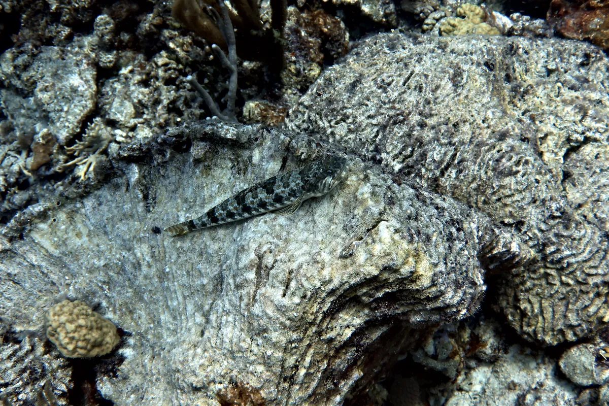 Sand Diver
