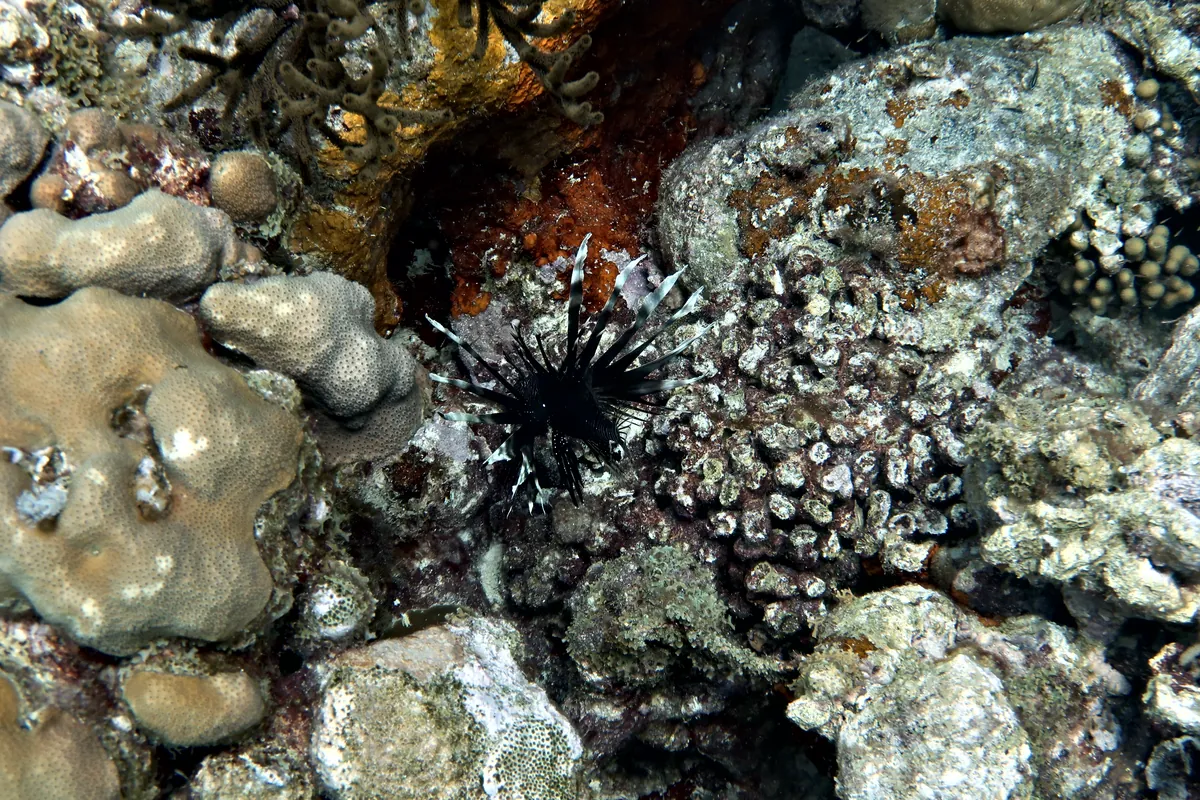 Red Lionfish
