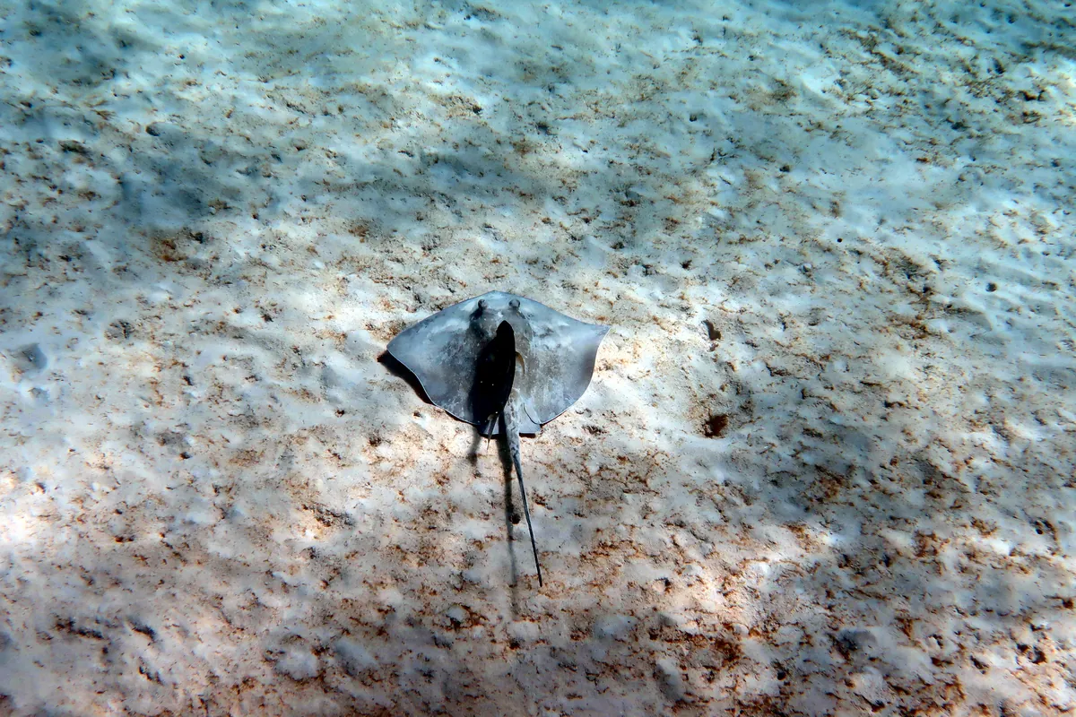 Southern Stingray