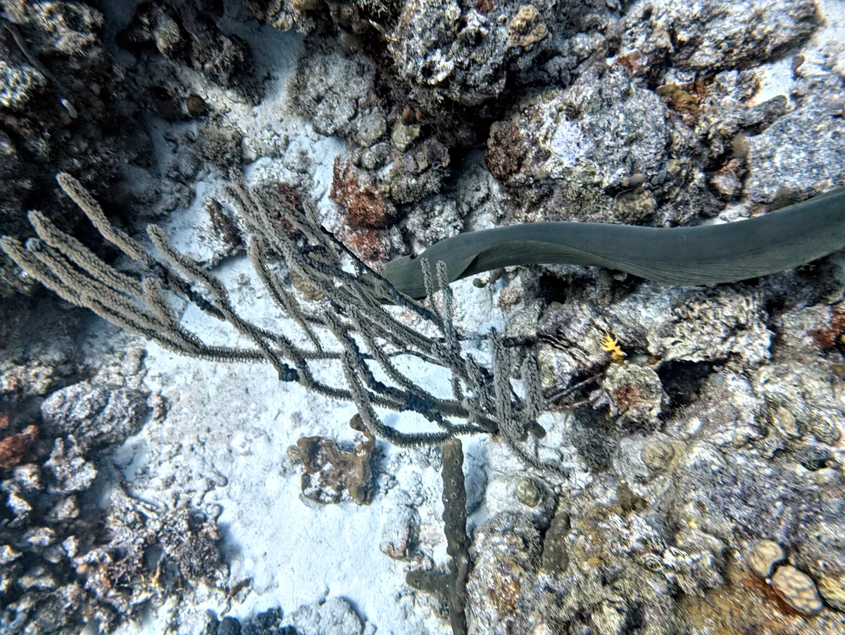 Green Moray