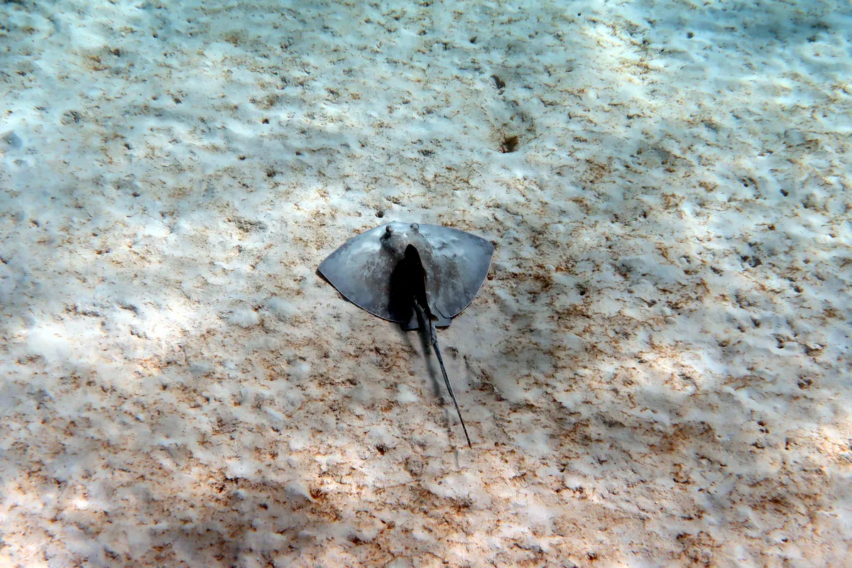 Southern Stingray