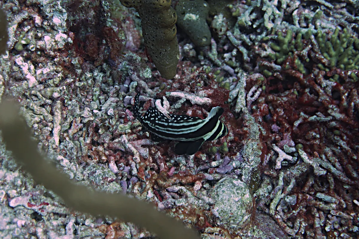 Spotted Drum